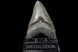 Serrated, Fossil Megalodon Tooth - Beautiful Tooth #78643-1